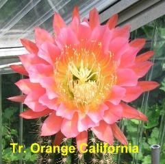 Tr. Orange California.3.3.jpg 